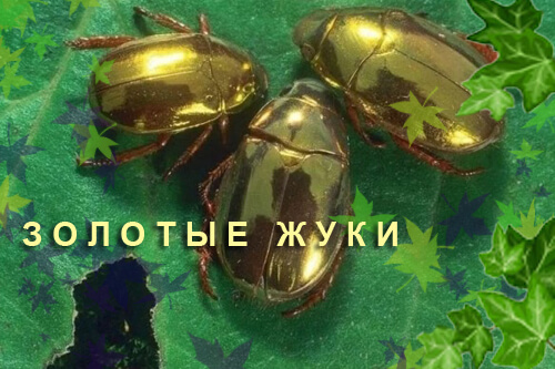 Жук и.jpg