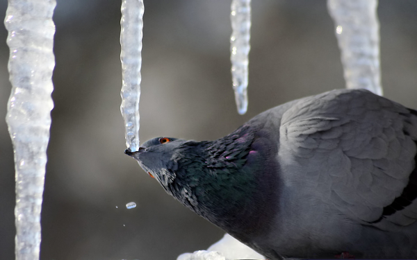 kartinki24_birds_00010002.jpg.jpeg