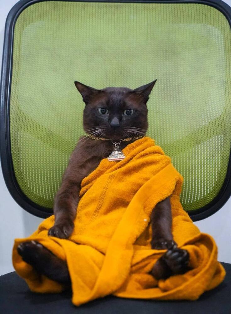 %D0%BA%D0%BE%D1%82-%D0%B4%D0%B7%D0%B5%D0%BD-johnnycoppercat-7292401.jpeg