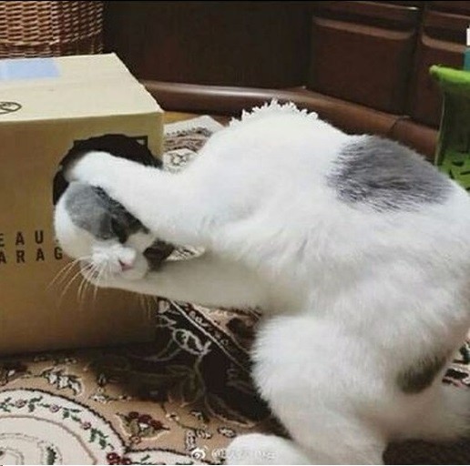 5ea44d0e255dc4a7c8e69dcb81ffdfba.jpg.jpeg
