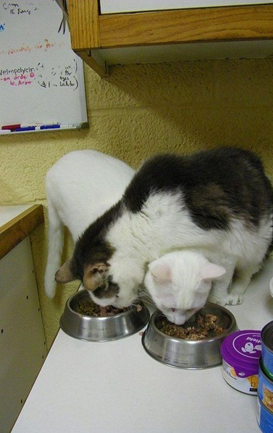 GENTLECAT-%D0%BA%D0%BE%D1%82%D1%8B-%D0%BF%D0%B5%D1%80%D0%B5%D1%80%D0%B8%D1%81%D0%BE%D0%B2%D0%BA%D0%B0-%D0%B0%D1%80%D1%82-7304813.jpeg
