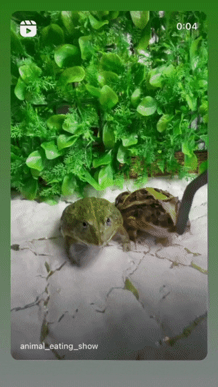 It-is-Wednesday-My-Dudes-%D0%B3%D0%B8%D1%84%D0%BA%D0%B8-%D0%B6%D0%B0%D0%B1%D0%B0-7332725.gif