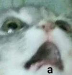 Advokado