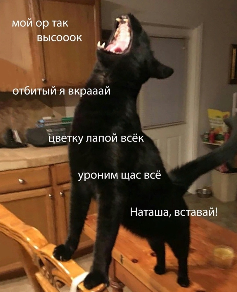 %D0%BA%D0%BE%D1%82%D1%8D-%D0%BA%D0%B0%D1%80%D1%82%D0%B8%D0%BD%D0%BA%D0%B0-%D1%81-%D1%82%D0%B5%D0%BA%D1%81%D1%82%D0%BE%D0%BC-%D0%.jpeg