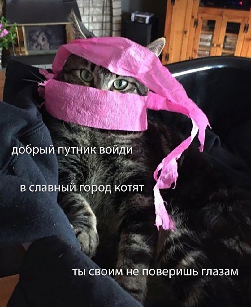 %D0%BA%D0%BE%D1%82%D1%8D-%D0%BA%D0%B0%D1%80%D1%82%D0%B8%D0%BD%D0%BA%D0%B0-%D1%81-%D1%82%D0%B5%D0%BA%D1%81%D1%82%D0%BE%D0%BC-%D0%.jpeg