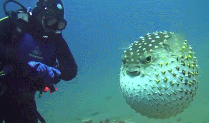 1457381547178894857.gif