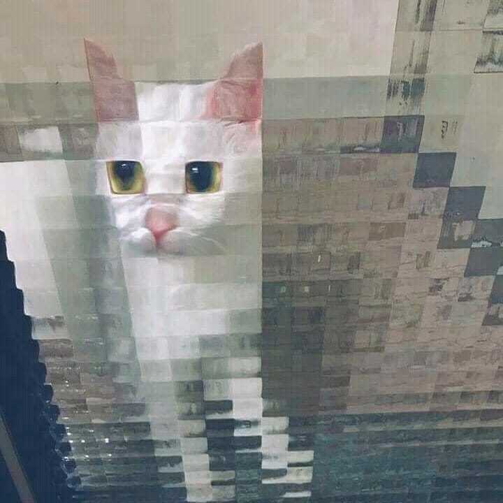 1556087005145822867.jpg.jpeg