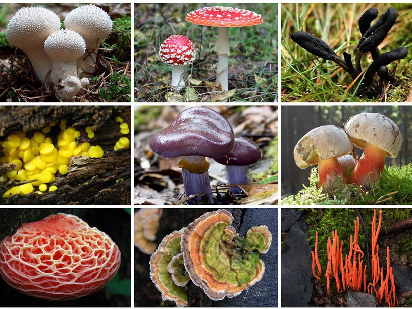 Fungi_Diversity_1537663491.jpg.jpeg