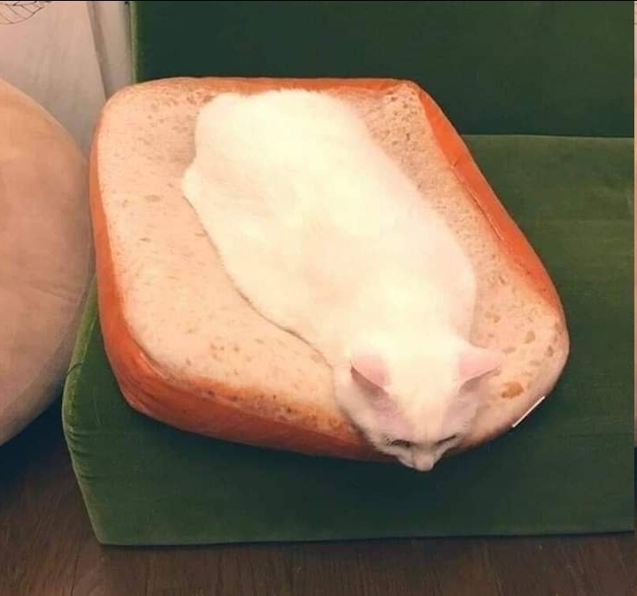 %D0%BA%D0%BE%D1%82%D1%8D-7360361.jpeg