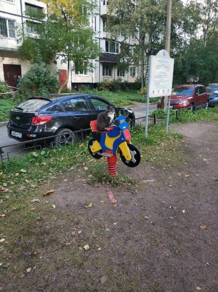 %D0%BA%D0%BE%D1%82%D1%8D-7374829.jpeg