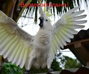 parrot-2433602-640-e1502786670270.jpg.jpeg