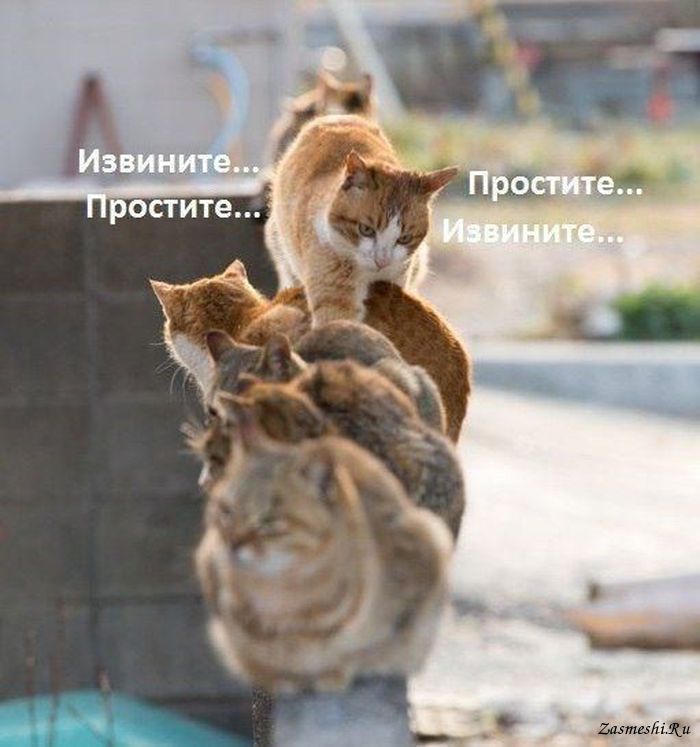 876-Pardon-damy-i-gospoda.jpg.jpeg