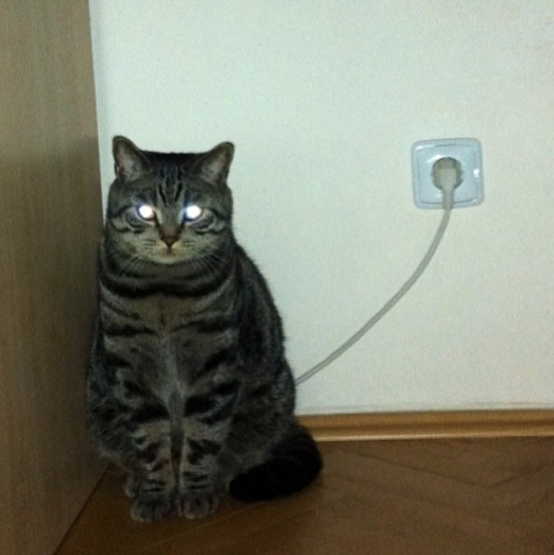 cat-charge.jpg.jpeg