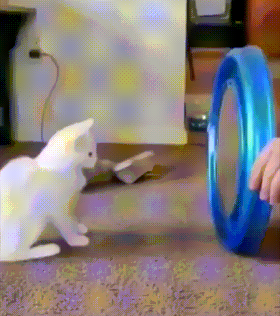 %D0%B3%D0%B8%D1%84%D0%BA%D0%B8-%D0%BA%D0%BE%D1%82%D1%8D-7353967.gif
