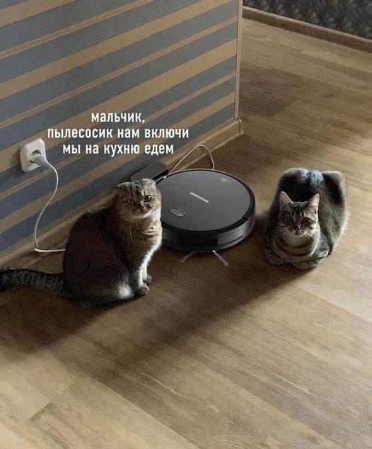 %D0%BA%D0%BE%D1%82%D1%8D-7453969.jpg.jpeg