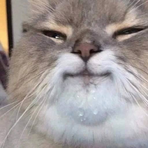 %D0%BA%D0%BE%D1%82%D1%8D-%D0%B4%D0%BE%D0%B2%D0%BE%D0%BB%D1%8C%D0%BD%D0%B0%D1%8F-%D0%BC%D0%BE%D1%80%D0%B4%D0%B0-7408777.jpeg