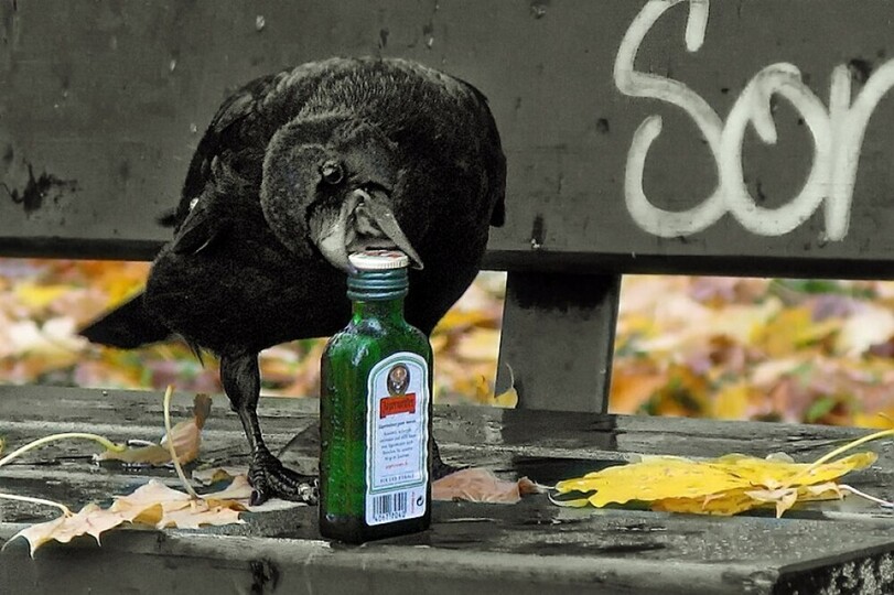%D0%B2%D0%BE%D1%80%D0%BE%D0%BD-%D0%BF%D1%82%D0%B8%D1%86%D1%8B-jagermeister-7441068.jpg.jpeg