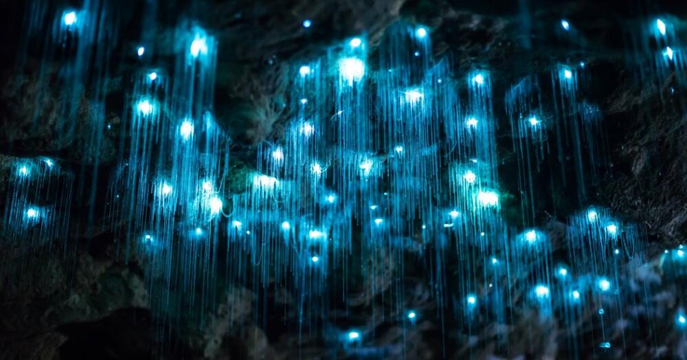 17tb-glowworms1-facebookJumbo.jpg.jpeg