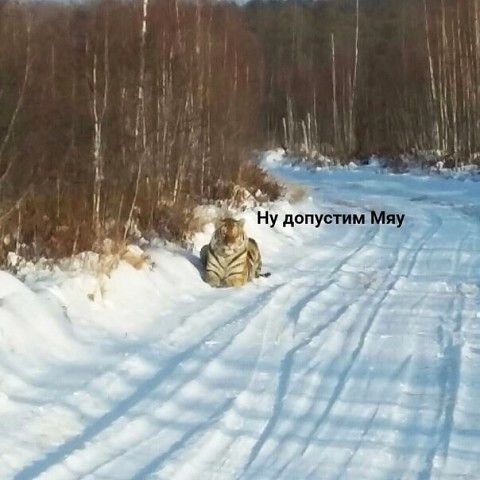 410785292424610757.jpg.jpeg