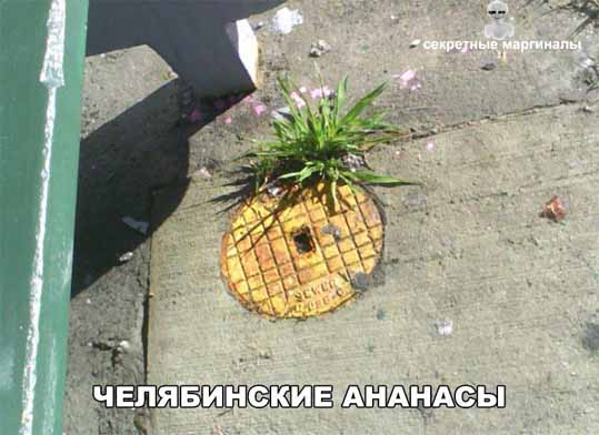 %D0%B0%D0%BD%D0%B0%D0%BD%D0%B0%D1%81%D1%8B.jpg.jpeg
