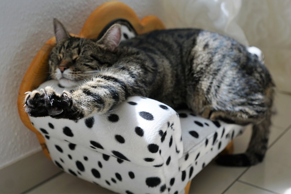 cat-2360863_960_720.jpg.jpeg