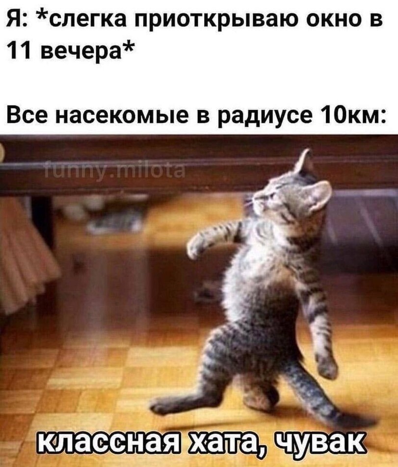 %D1%81%D0%BC%D0%B5%D1%88%D0%BD%D1%8B%D0%B5-%D0%BA%D0%B0%D1%80%D1%82%D0%B8%D0%BD%D0%BA%D0%B8-7521621.jpeg