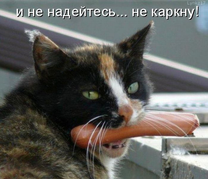 1360058528_kotomatrici_na_segodnya-13.jpg.jpeg