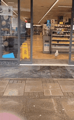 221696cf_resizedScaled_740to1192.gif