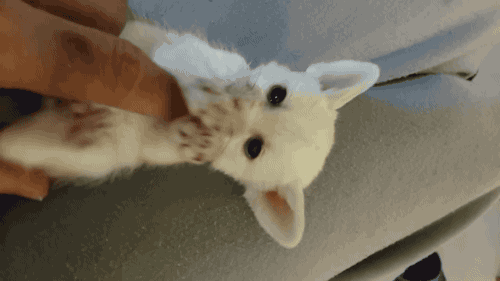263744894_0.gif
