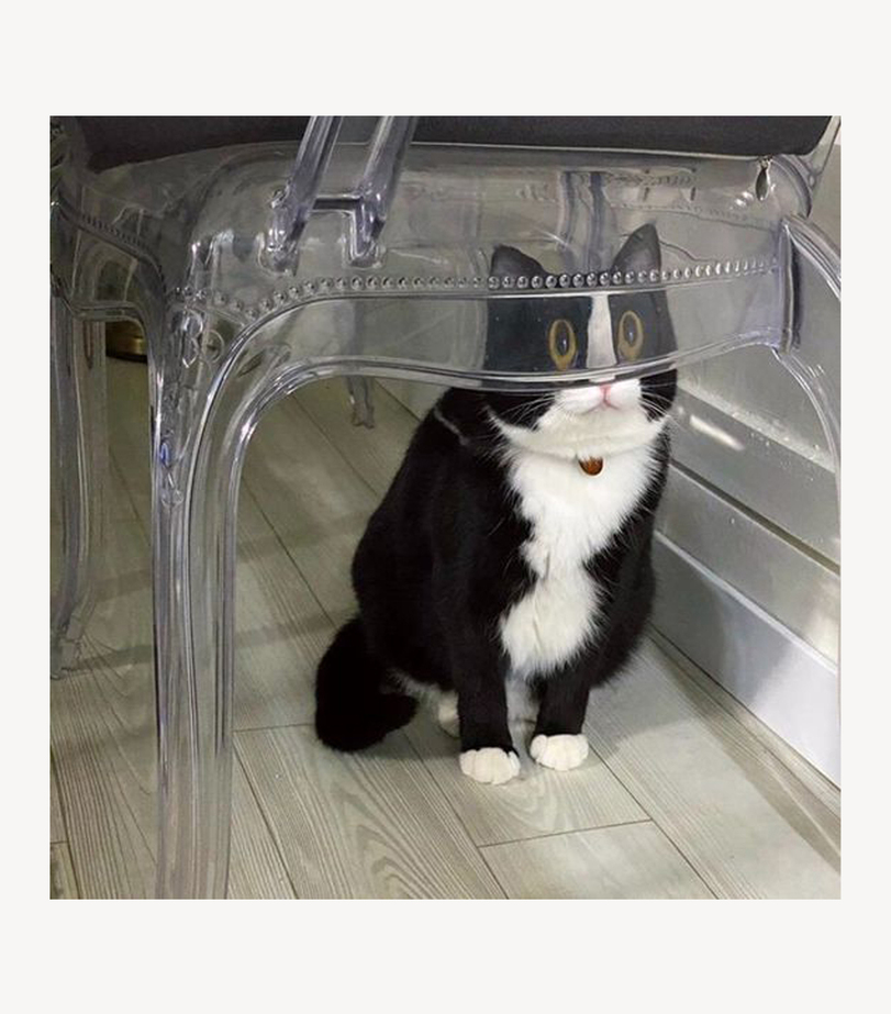 GENTLECAT-%D0%BA%D0%BE%D1%82-%D0%B0%D1%80%D1%82-%D0%BF%D0%B5%D1%80%D0%B5%D1%80%D0%B8%D1%81%D0%BE%D0%B2%D0%BA%D0%B0-7538690.jpeg