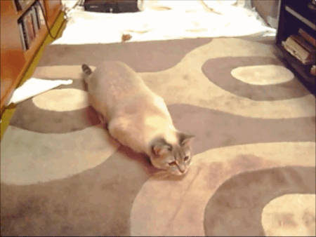 image_862103151802016193844.gif