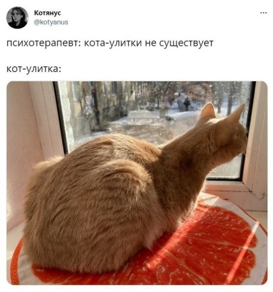 %D0%BA%D0%BE%D1%82-%D1%83%D0%BB%D0%B8%D1%82%D0%BA%D0%B0-7562482.jpg.jpeg