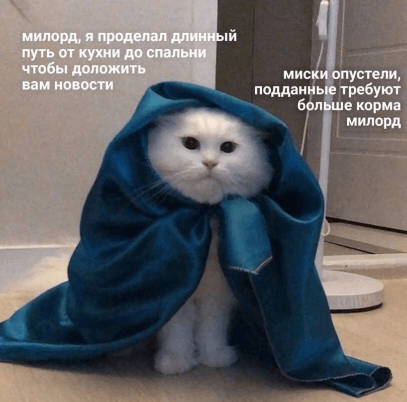 %D0%BA%D0%BE%D1%82%D1%8D-%D0%BA%D0%B0%D1%80%D1%82%D0%B8%D0%BD%D0%BA%D0%B8-7572769.png.webp.png