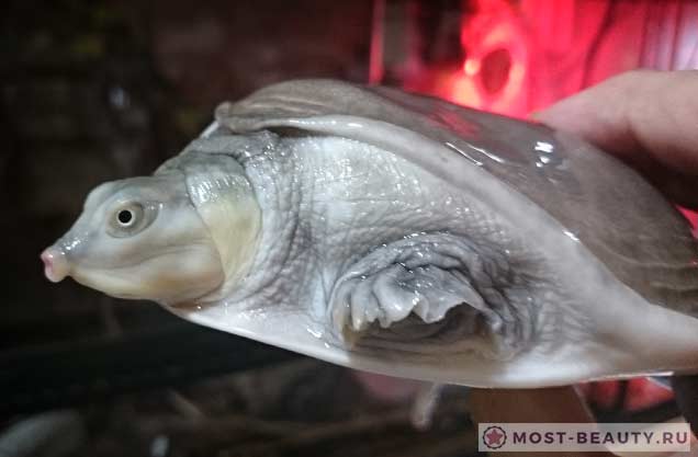 Lissemys-punctata.jpg.jpeg