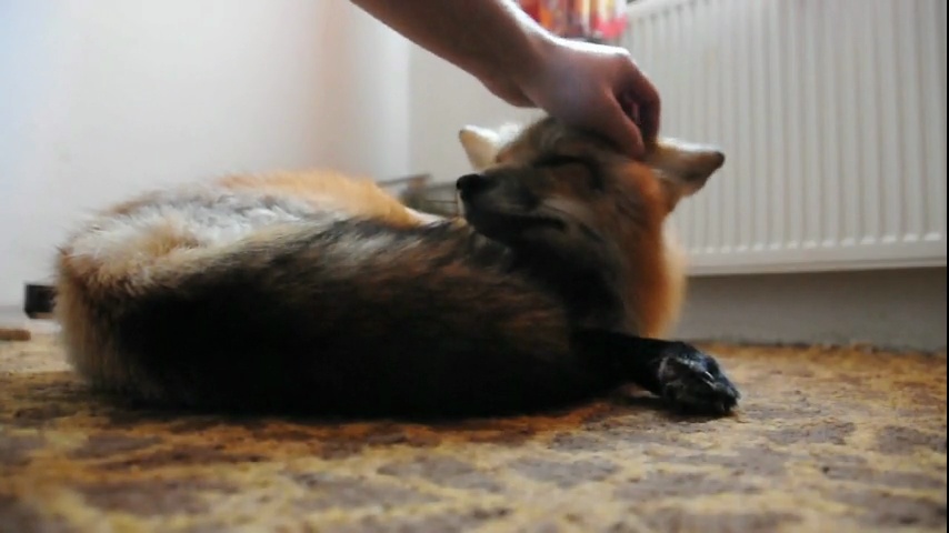 vixey-opt-ve-filmu.jpg.jpeg