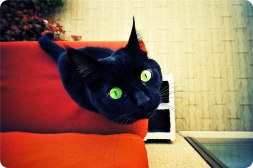cat_facts_774.jpg.jpeg