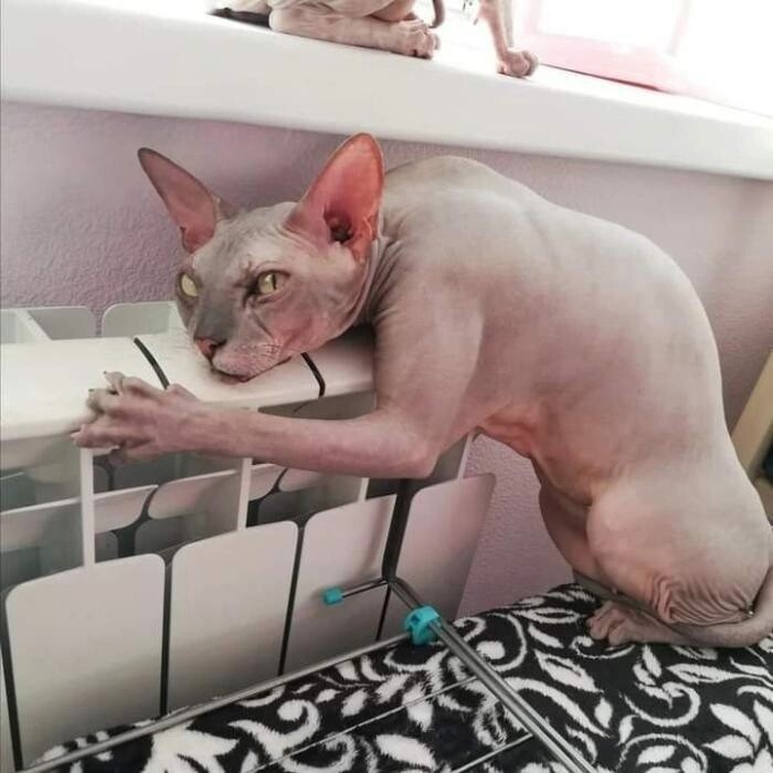 image.jpg.jpeg