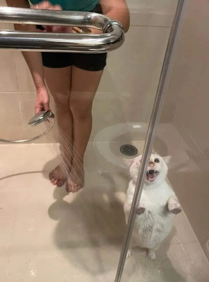 %D0%BA%D0%BE%D1%82%D1%8D-%D0%B4%D1%83%D1%88-7579606.jpeg
