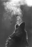 Wolffr