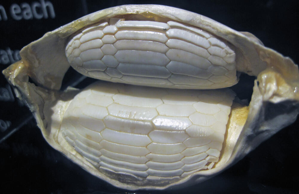 Rhinoptera_bonasus%2C_cownose_stingray_teeth_%26_mouthparts.jpg.jpeg