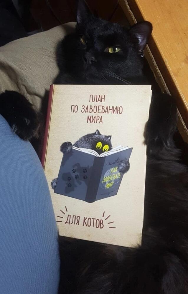 %D0%BA%D0%BE%D1%82-%D0%BF%D0%BB%D0%B0%D0%BD-%D0%BA%D0%BE%D0%B2%D0%B0%D1%80%D0%BD%D0%BE%D1%81%D1%82%D1%8C-%D1%87%D0%B5%D1%80%D0%B.jpeg