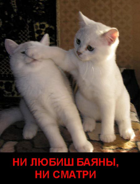 1253721397_radionetplus_ru_zabavnfoto_110.jpg.jpeg
