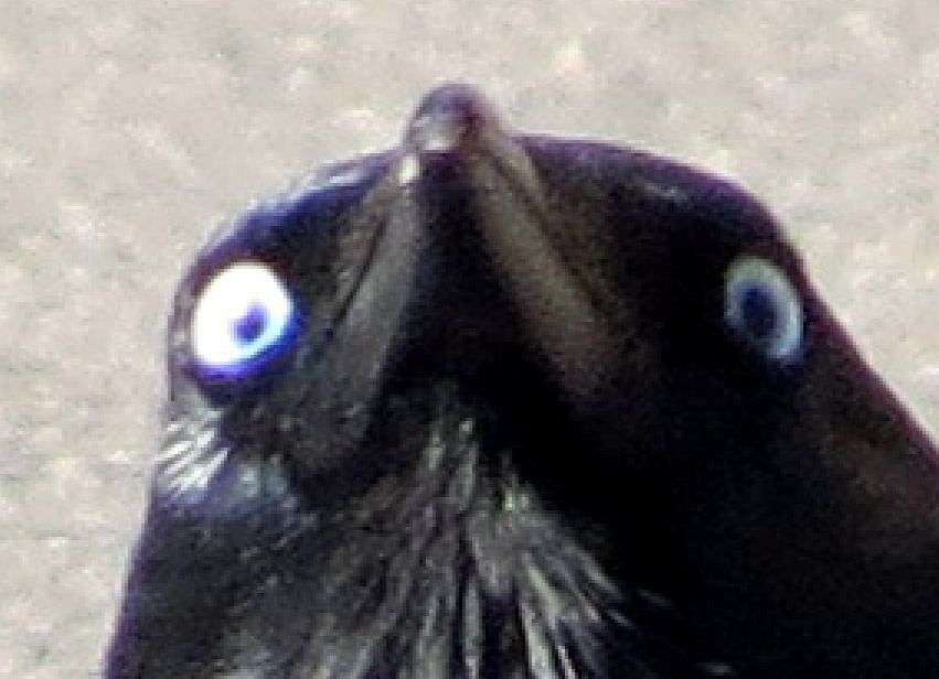 31ccc21df096aec32bbe6eb7e753af19.jpg.jpeg