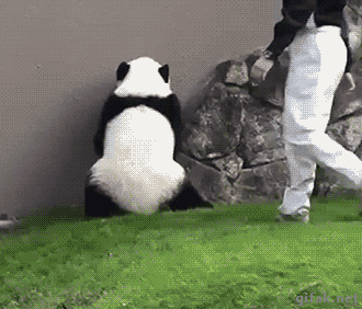 carry-panda.webp