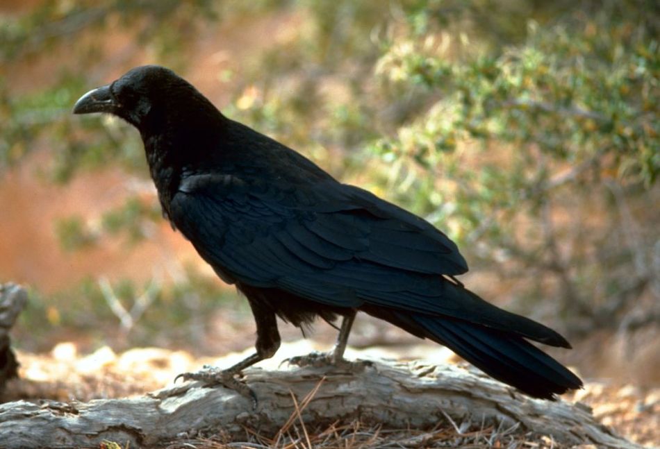 Corvus_corax_%28FWS%29.jpg.jpeg