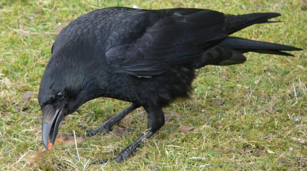 Corvus_corone_Rabenkrähe_1.jpg.jpeg