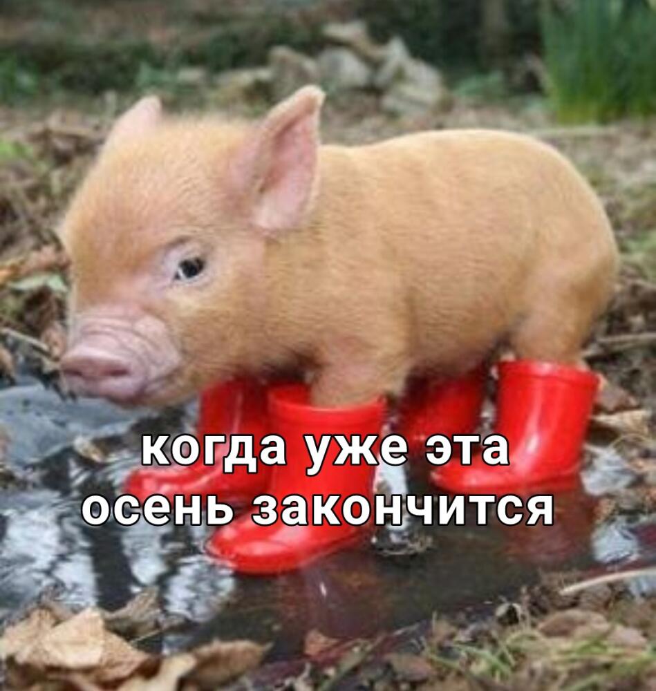 g9vovGscsZ4.jpg.jpeg