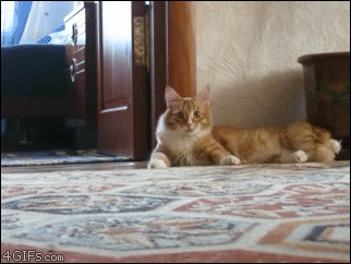 giphy.gif