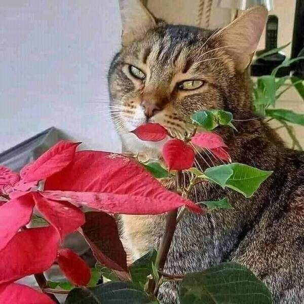%D0%BA%D0%BE%D1%82-%D0%B3%D1%83%D0%B1%D1%8B-%D0%BF%D0%BE%D0%BA%D0%B0%D0%B7%D0%B0%D0%BB%D0%BE%D1%81%D1%8C-7641193.jpeg
