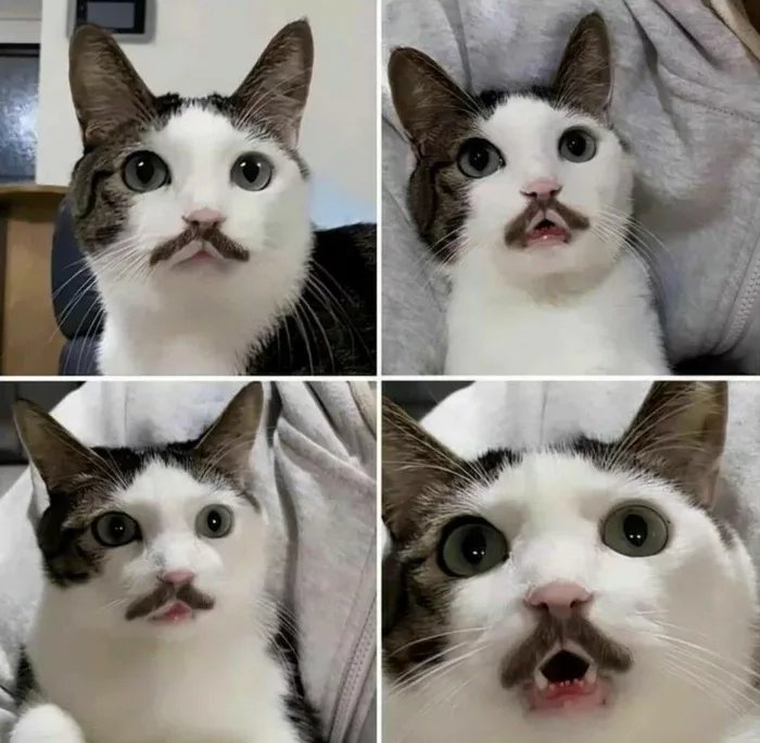 %D0%BA%D0%BE%D1%82%D1%8D-%D1%83%D1%81%D0%B8%D0%BA%D0%B8-%D1%88%D0%B8%D0%BA%D0%B0%D1%80%D0%B5%D0%BD-7660692.jpeg